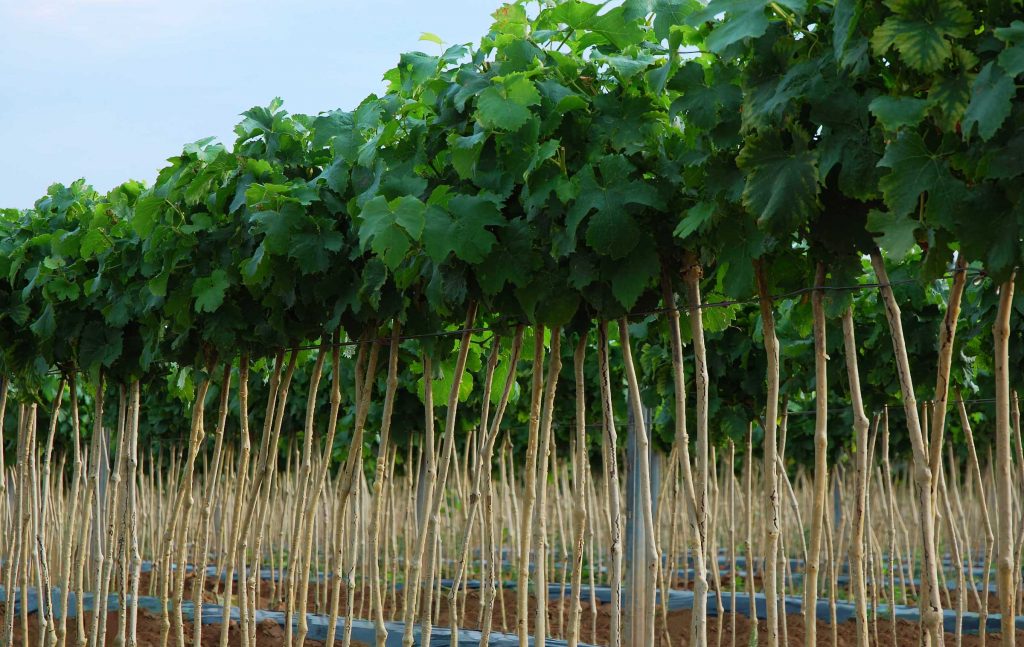 Entwicklung der Reben: Juli bis September